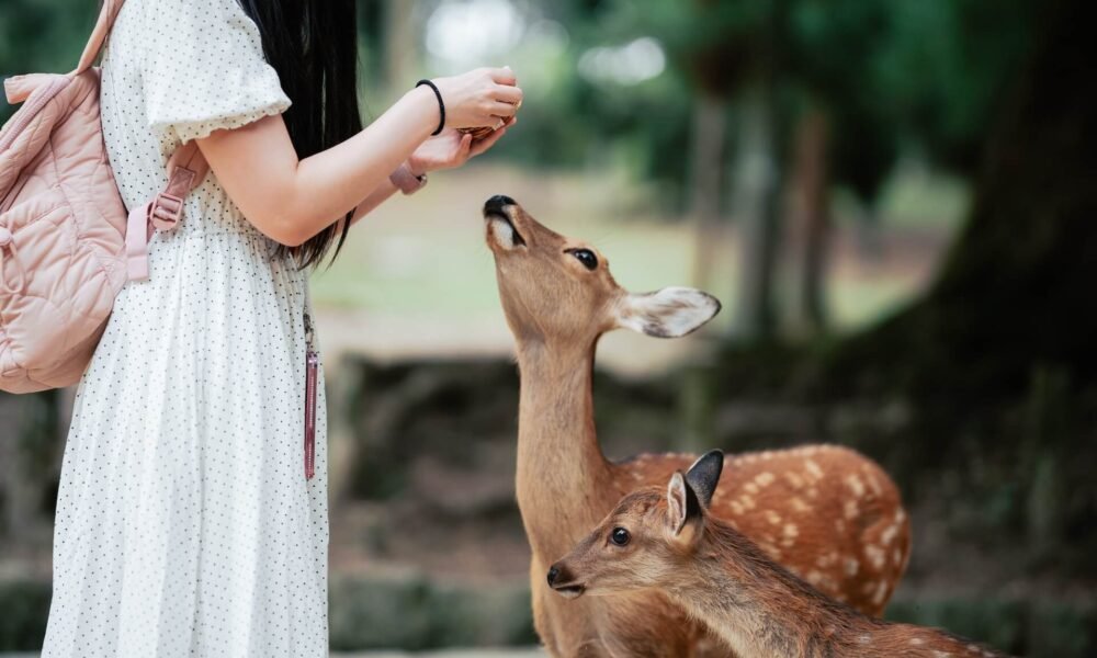 Apollo Astronauts Harmed By A The Space Radiation